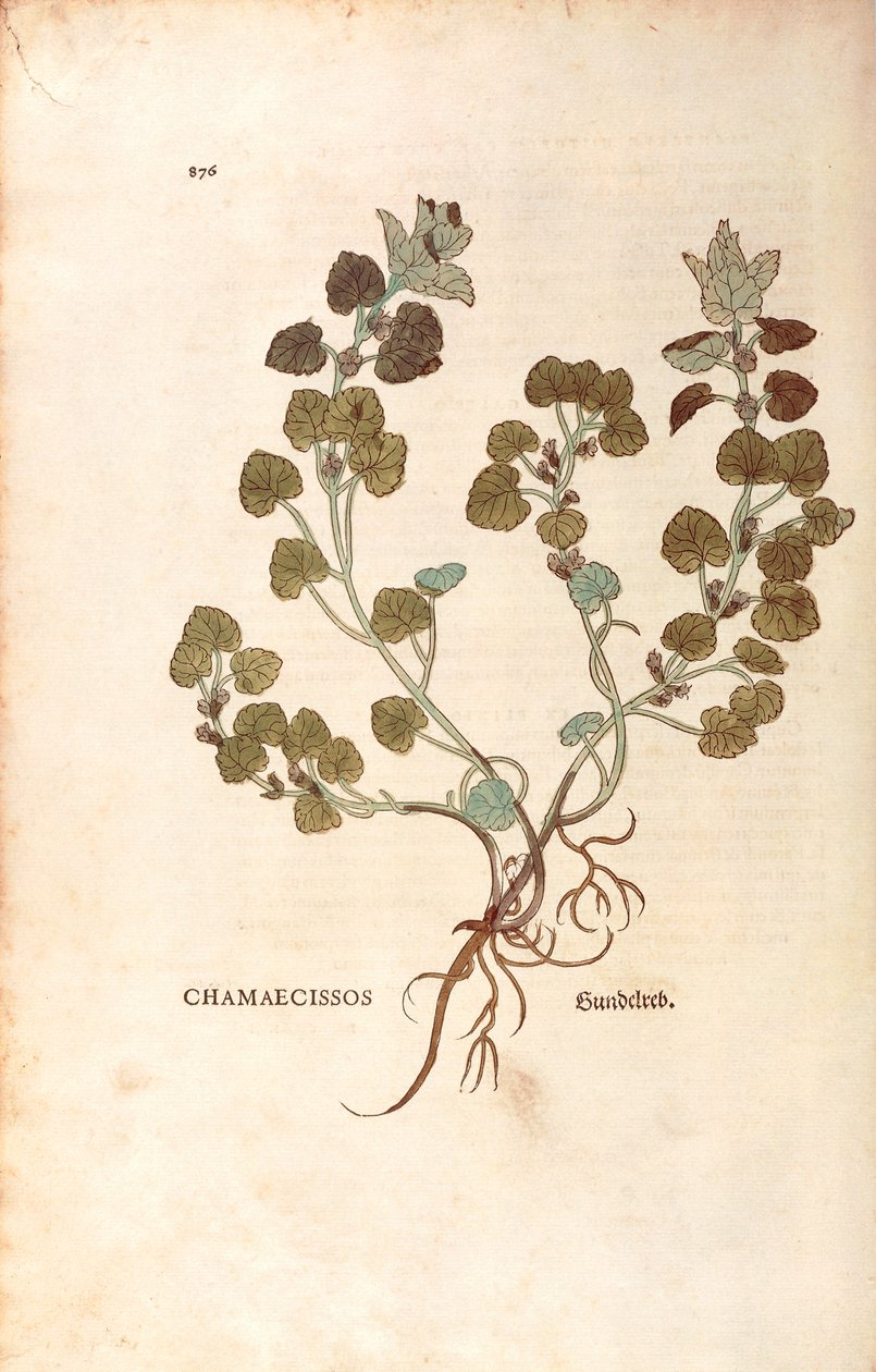Muratti - Glechoma hederacea (Chamaecissos), Leonhart Fuchs julkaisusta De historia stirpium commentarii insignes (merkittäviä kommentteja kasvien historiasta), värillinen kaiverrus tekijältä Leonhard Fuchs