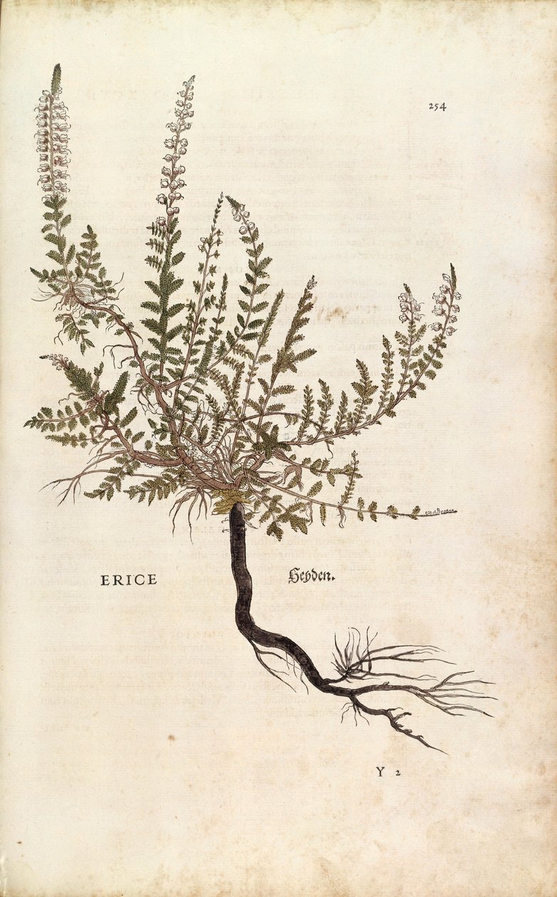 Heather - Calluna vulgaris (Erice), Leonhart Fuchs julkaisusta De historia stirpium commentarii insignes (Huomattavia kommentteja kasvien historiasta), värillinen kaiverrus tekijältä Leonhard Fuchs