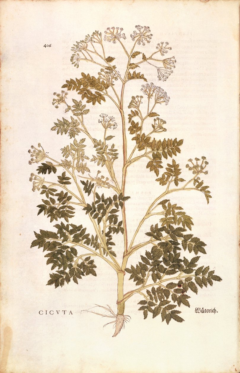 Hemlock - Conium maculatum (Cicuta) de Leonhart Fuchs de De historia stirpium commentarii insignes (Comentaris notables sobre la història de les plantes), gravat de colors finès tekijältä Leonhard Fuchs