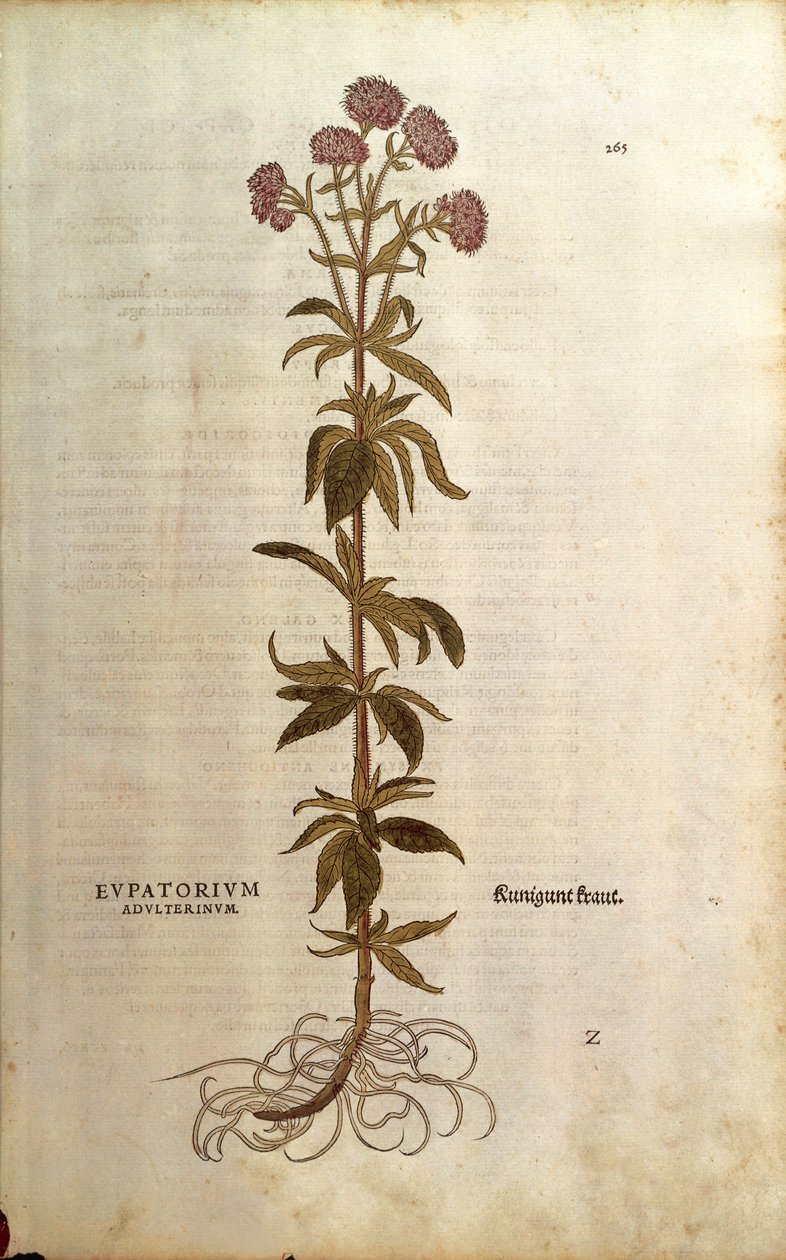 Hamppu-agrimony - Eupatorium cannabinum (Eupatorium adulterinum), kirjoittanut Leonhart Fuchs julkaisusta De historia stirpium commentarii insignes (merkittäviä kommentteja kasvien historiasta), värillinen kaiverrus tekijältä Leonhard Fuchs