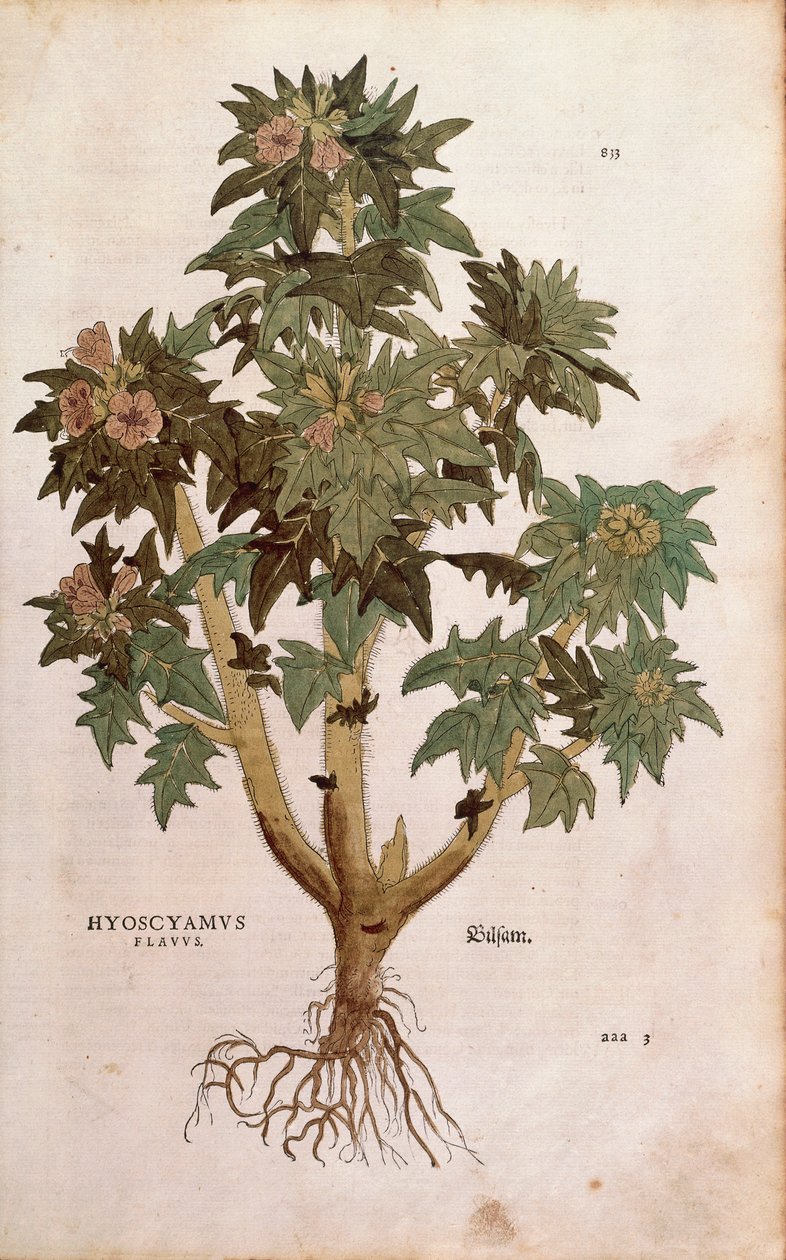 Henbane - Hyoscyamus niger (Hyoscyamus flavus), kirjoittanut Leonhart Fuchs De historia stirpium commentarii insignesista (Huomattavia kommentteja kasvien historiasta) värillinen kaiverrus tekijältä Leonhard Fuchs