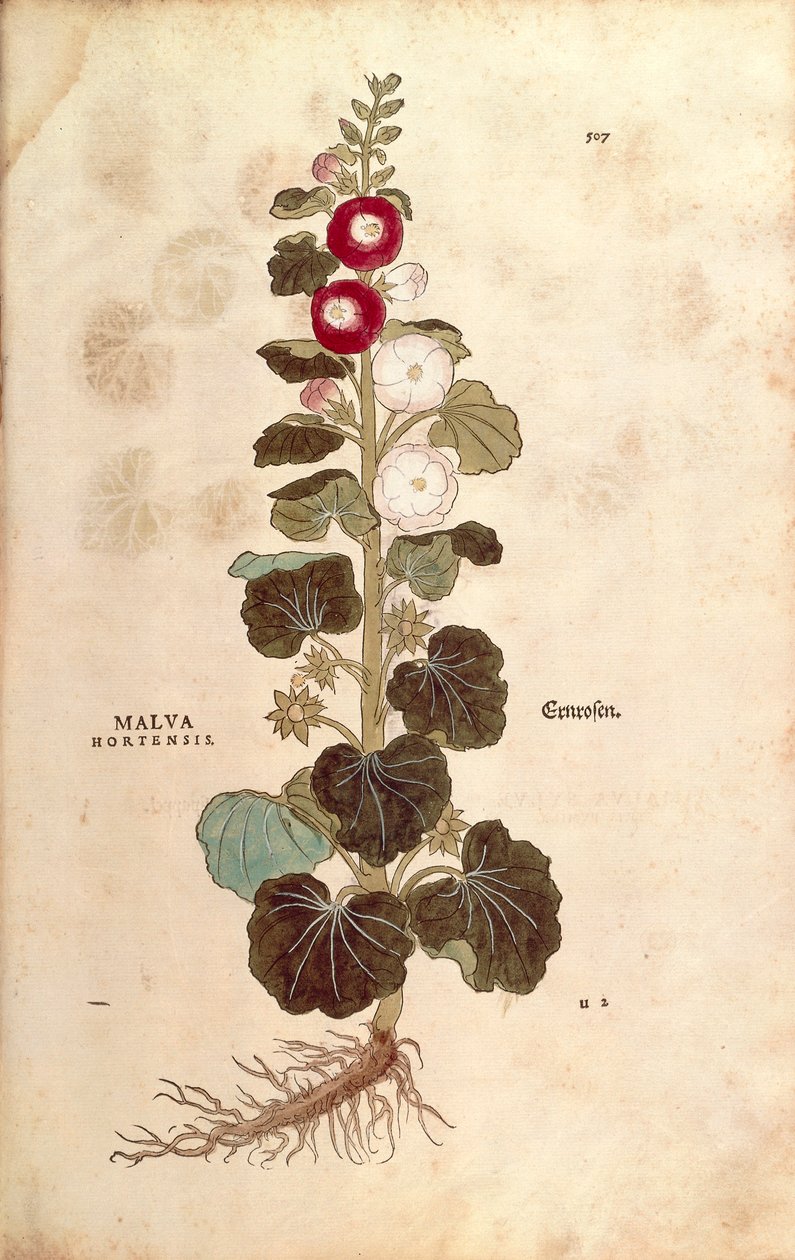 Hollyhock - Malvaceae - Alcea (Malva hortensis), kirjoittanut Leonhart Fuchs De historia stirpium commentarii insignesista (Huomattavia kommentteja kasvien historiasta) värillinen kaiverrus tekijältä Leonhard Fuchs