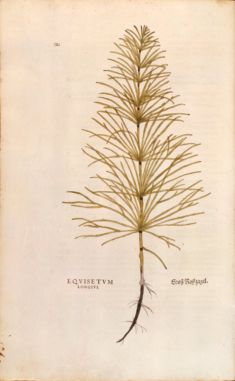 Korte - Equisetum arvense (Equisetum arvense), Leonhart Fuchs kirjasta The History of Plants (Huomattavia kommentteja kasvien historiasta), värillinen kaiverrus tekijältä Leonhard Fuchs