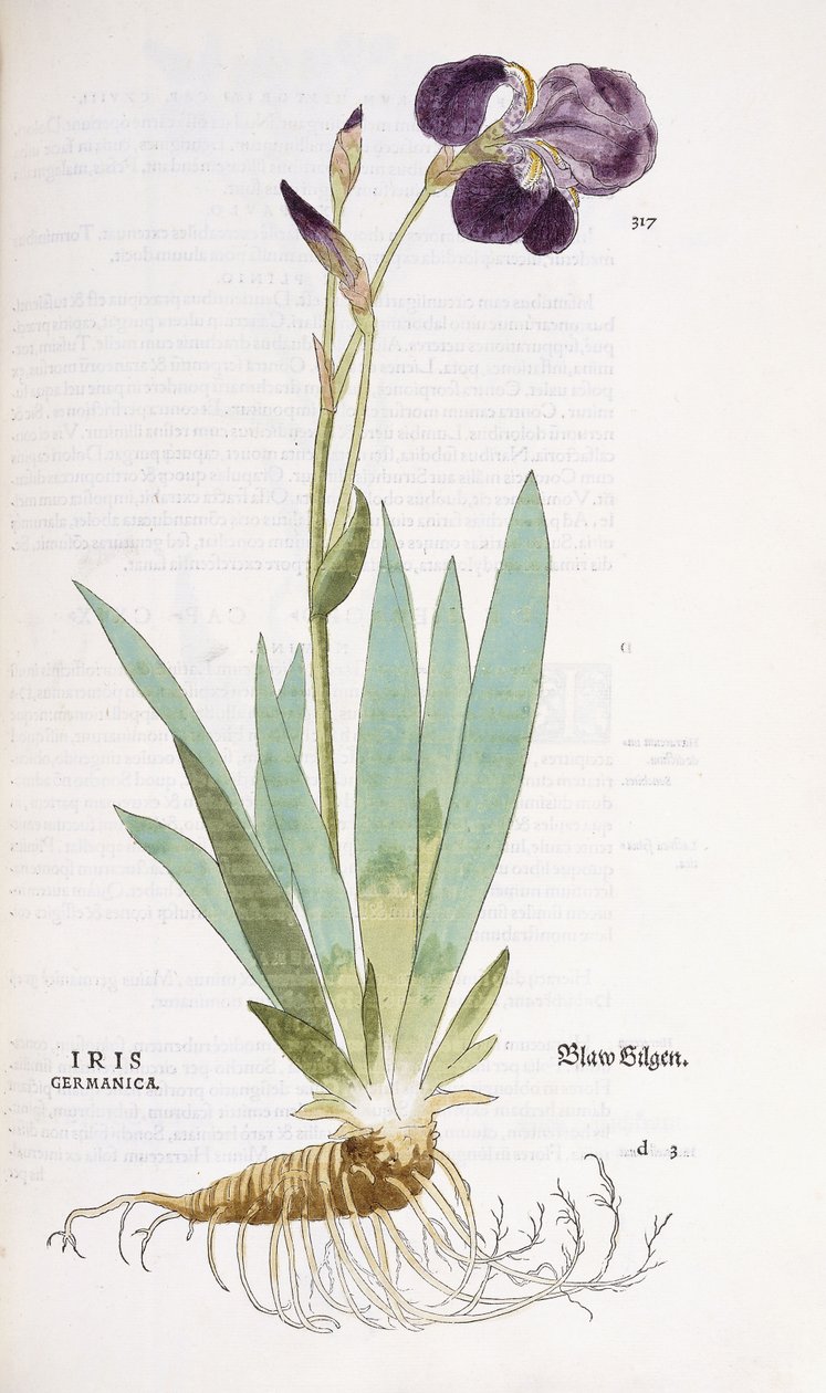 Iris Germanicus, 1542 tekijältä Leonhard Fuchs