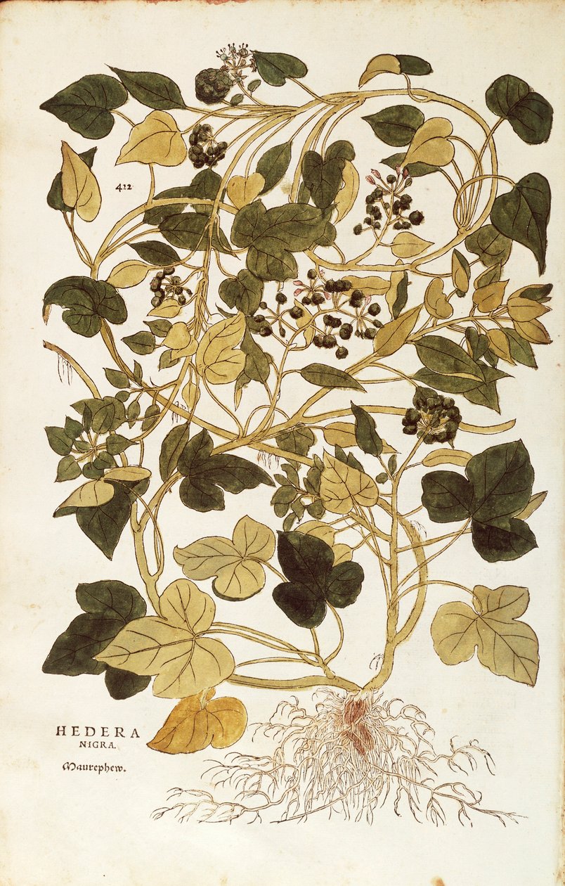Ivy (Hedera helix nigra aurea), Leonhart Fuchs julkaisusta De historia stirpium commentarii insignes (Huomattavia kommentteja kasvien historiasta), värillinen kaiverrus tekijältä Leonhard Fuchs