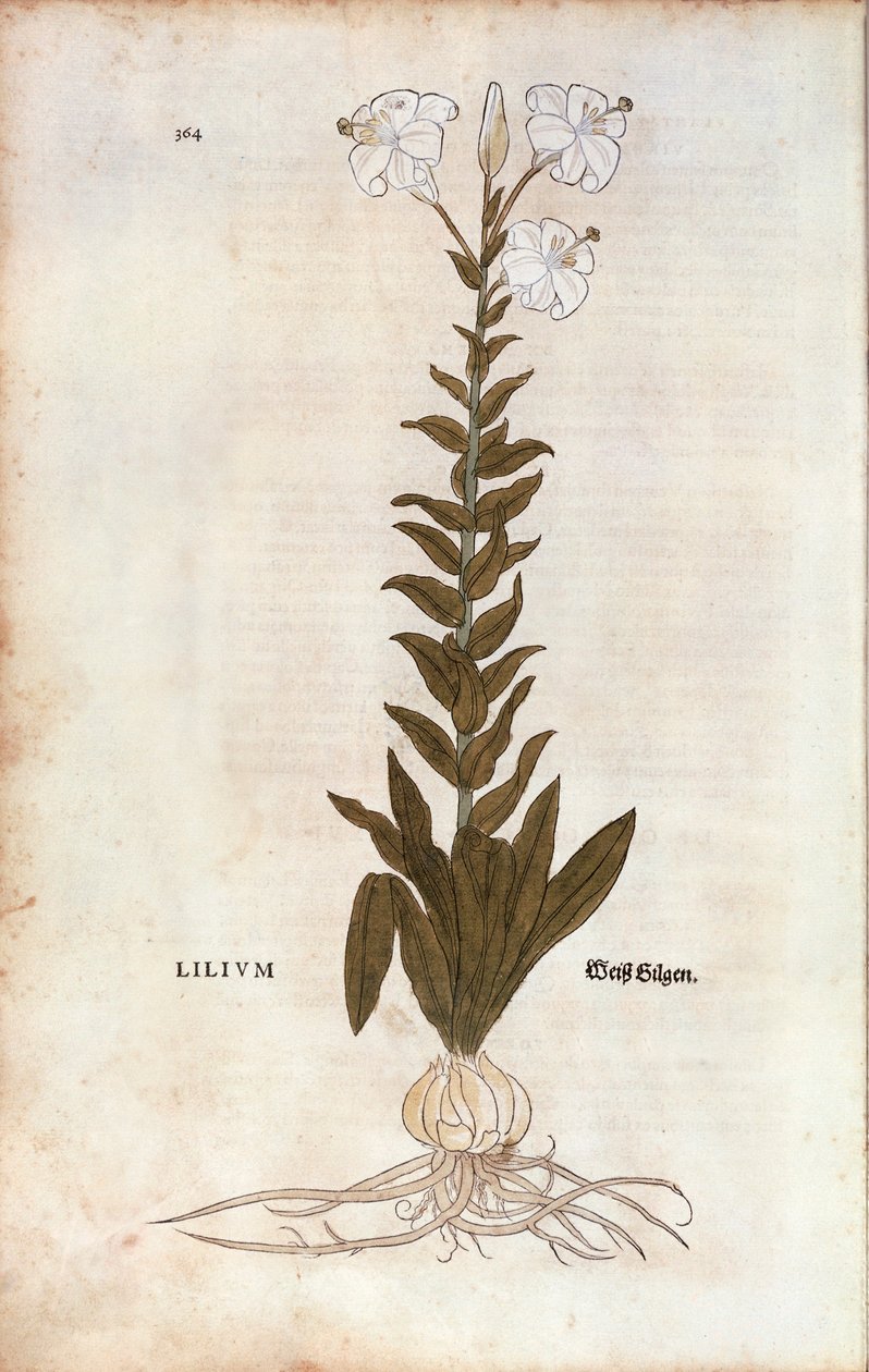 Lilja (Lilium), Leonhart Fuchs De historia stirpium commentarii insignesista (Huomattavia kommentteja kasvien historiasta), värillinen kaiverrus tekijältä Leonhard Fuchs