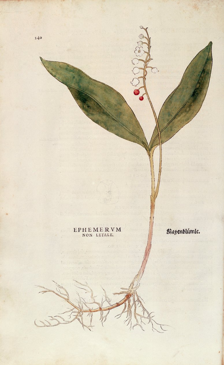 Kielo - Convallaria majalis (ei-tappava efemeerumi), Leonhart Fuchs kirjasta De historia stirpium commentarii insignes (Huomattavia kommentteja kasvien historiasta), värillinen kaiverrus tekijältä Leonhard Fuchs