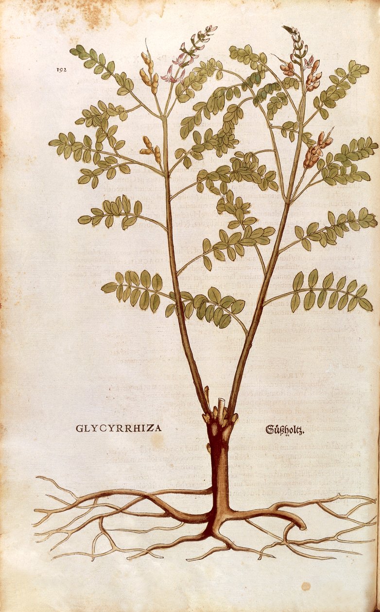 Lakritsi tai lakritsi (Glycyrrhiza glabra), Leonhart Fuchs De historia stirpium commentarii insignesista (Huomattavia kommentteja kasvien historiasta) värillinen kaiverrus tekijältä Leonhard Fuchs
