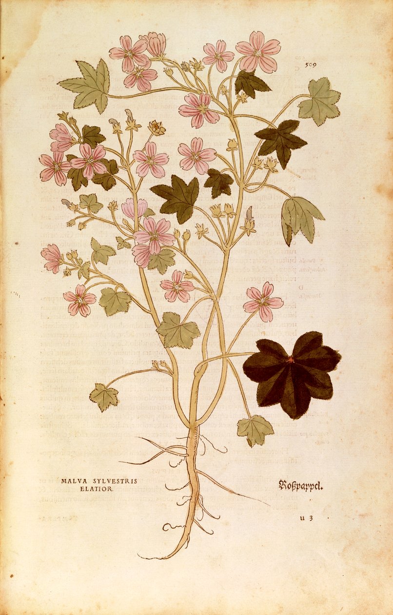 Mallow (Malva sylvestris elatior) Leonhart Fuchs De historia stirpium commentarii insignesista (Huomioittavia kommentteja kasvien historiasta), värillinen kaiverrus tekijältä Leonhard Fuchs