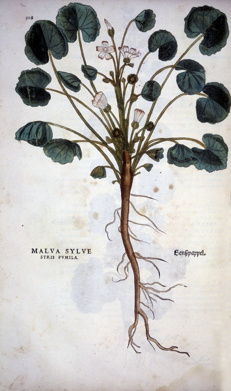 Malva Sylvestre (suuri violetti) - Leonhart Fuchsin "De Historia Stipium insignia" -kuvassa tekijältä Leonhard Fuchs