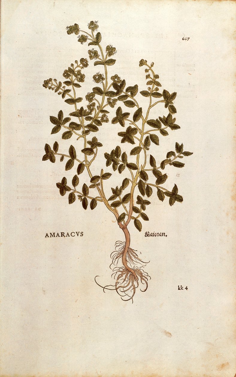 Leonhart Fuchsin meirami - Origanum majorana (Amaracus) De historia stirpium commentarii insignesista (merkittäviä kommentteja kasvien historiasta) värillinen kaiverrus tekijältä Leonhard Fuchs