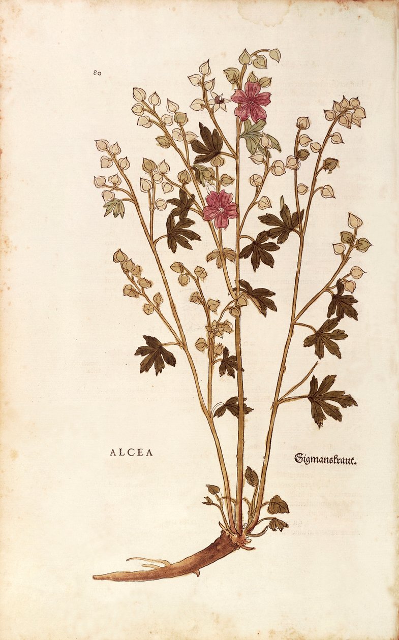 Marshmallow - Althaea Leonhart Fuchs De historia stirpium commentarii insignesista (Huomattavia kommentteja kasvien historiasta) värillinen kaiverrus tekijältä Leonhard Fuchs