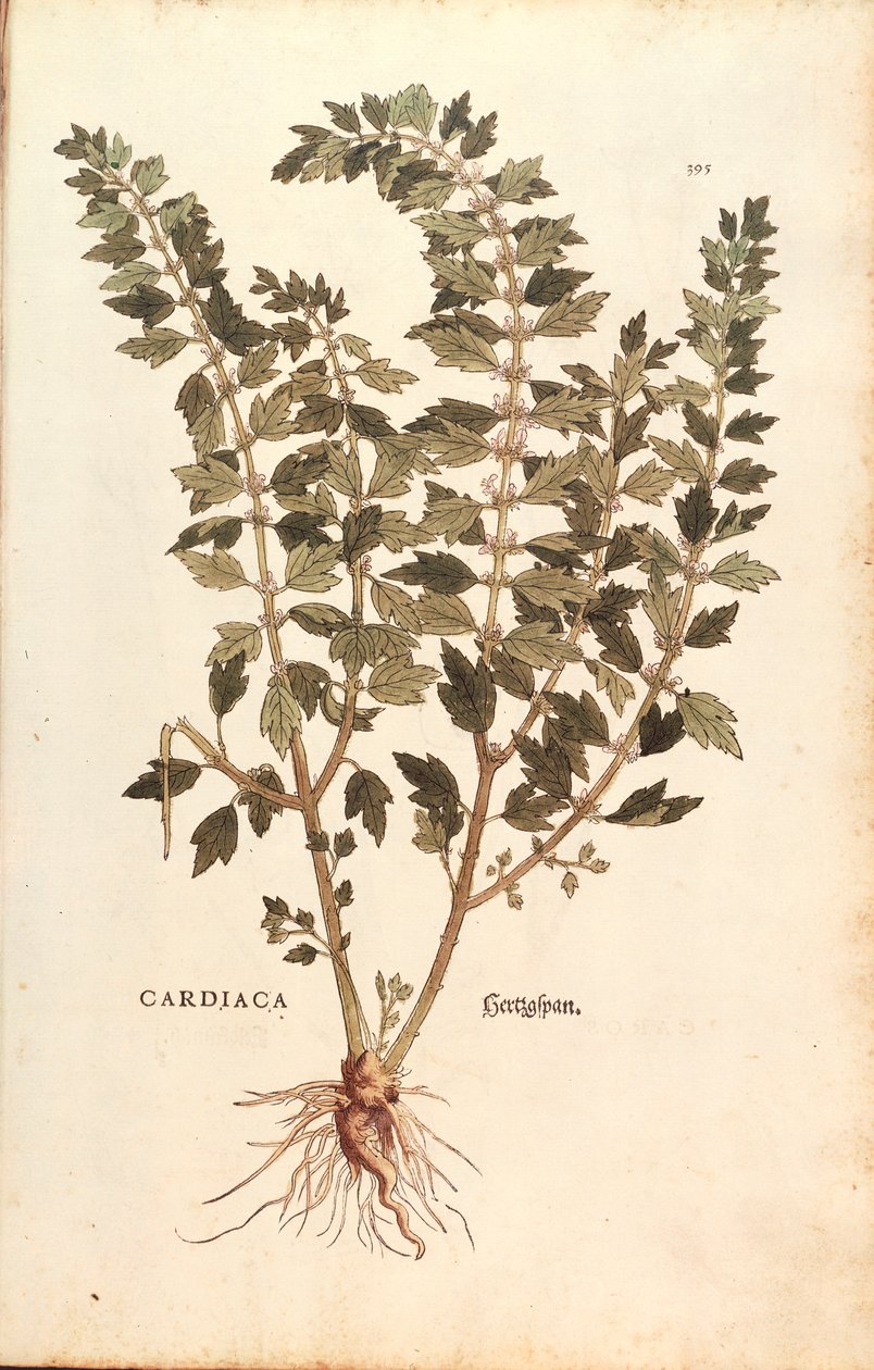 Emomato (Leonurus cardiaca), Leonhart Fuchs De historia stirpium commentarii insignesista (Huomattavia kommentteja kasvien historiasta) värillinen kaiverrus tekijältä Leonhard Fuchs