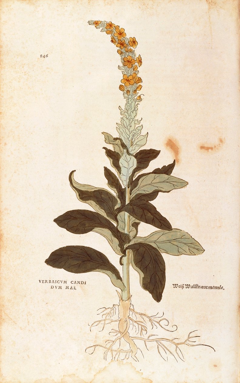 Mullein - Verbascum Thapsus (Verbasco candidum mas), kirjoittanut Leonhart Fuchs teoksesta De historia stirpium commentarii insignes (merkittäviä kommentteja kasvien historiasta), värillinen kaiverrus tekijältä Leonhard Fuchs