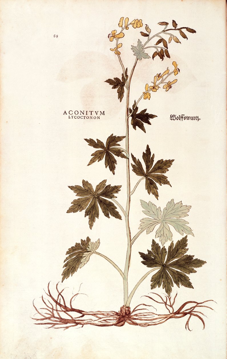 Northern Wolfsbane (Aconitum lycoctonum), Leonhart Fuchs kirjasta De historia stirpium commentarii insignes (merkittäviä kommentteja kasvien historiasta), värillinen kaiverrus tekijältä Leonhard Fuchs