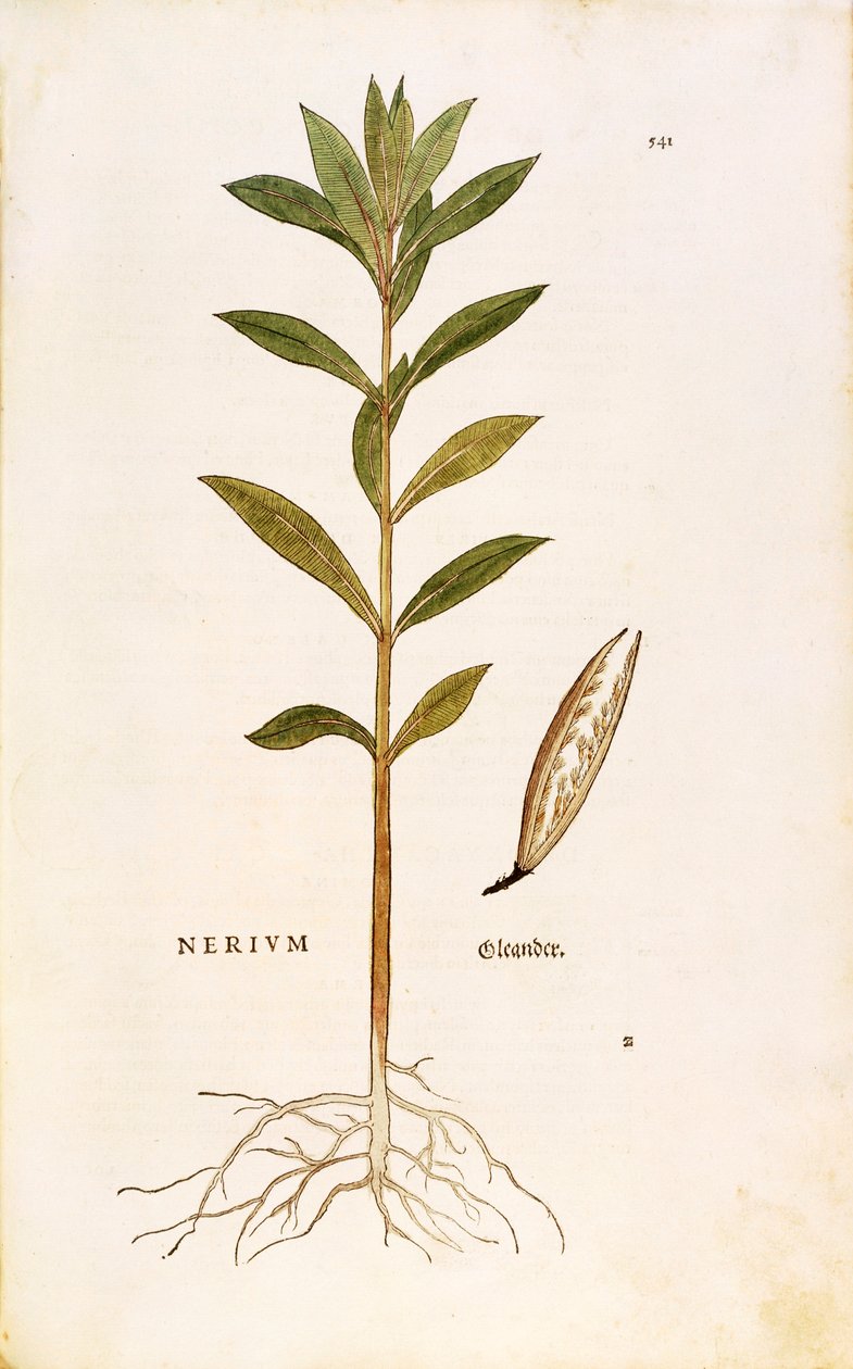 Oleander (Nerium oleander), Leonhart Fuchs kirjasta De historia stirpium commentarii insignes (Huomattavia kommentteja kasvien historiasta), värillinen kaiverrus tekijältä Leonhard Fuchs
