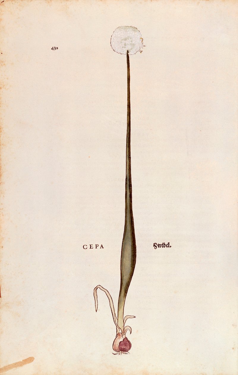 Leonhart Fuchsin sipuli (Allium cepa) julkaisusta De historia stirpium commentarii insignes (merkittäviä kommentteja kasvien historiasta), värillinen kaiverrus tekijältä Leonhard Fuchs