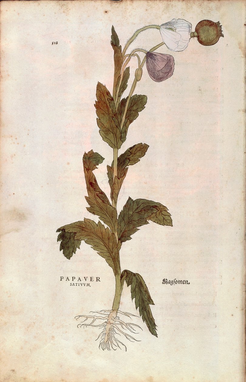 Oopiumunikko - Leonhart Fuchsin Papaver somniferum (Papaver satiuum) teoksesta De historia stirpium commentarii insignes (Huomattavia kommentteja kasvien historiasta), värillinen kaiverrus tekijältä Leonhard Fuchs