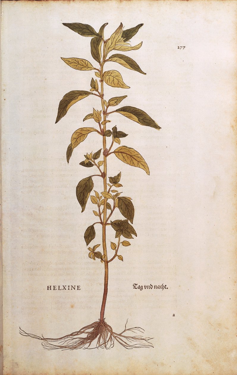 Seinämäinen tai lichwort - Parietaria officinalis (Helxine), kirjoittanut Leonhart Fuchs julkaisusta De historia stirpium commentarii insignes (merkittäviä kommentteja kasvien historiasta) värillinen kaiverrus tekijältä Leonhard Fuchs