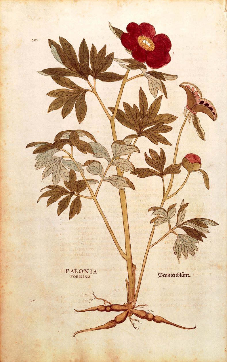 Pioni - Paeonia officinalis (Paeonia foemina), Leonhart Fuchs kirjasta De historia stirpium commentarii insignes (Huomattavia kommentteja kasvien historiasta), värillinen kaiverrus tekijältä Leonhard Fuchs