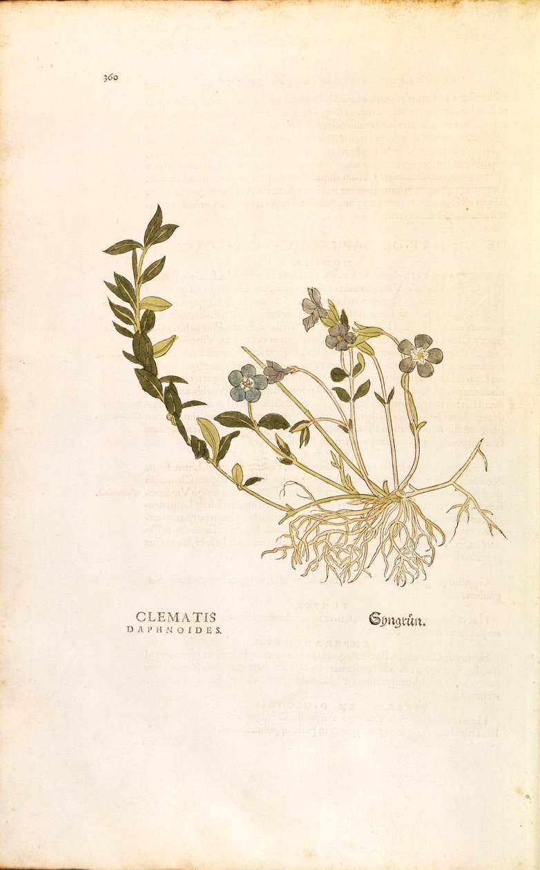 Periwinkle - Vinca minor (Clematis daphnoides), kirjoittanut Leonhart Fuchs teoksesta De historia stirpium commentarii insignes (merkittäviä kommentteja kasvien historiasta), värillinen kaiverrus tekijältä Leonhard Fuchs