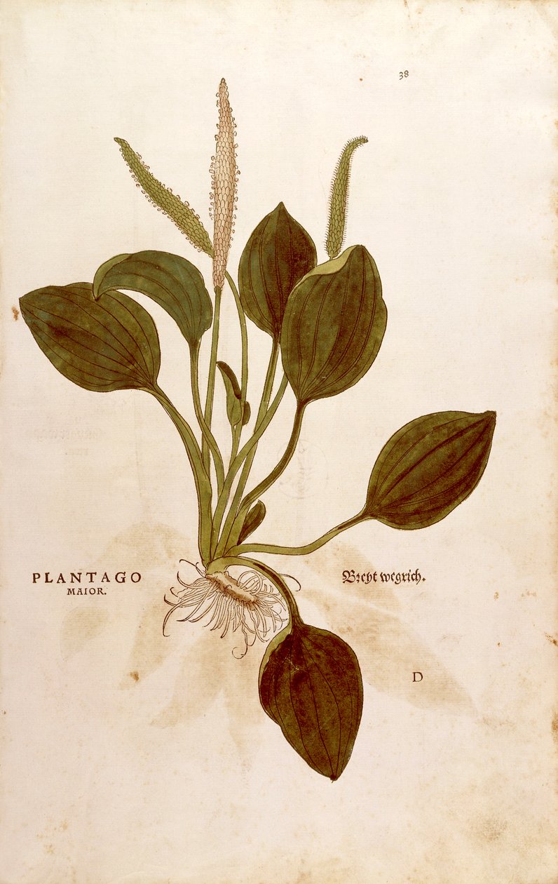 Plantain (Plantago major) Leonhart Fuchsin De historia stirpium commentarii insignesista (Huomattavia kommentteja kasvien historiasta) värillinen kaiverrus tekijältä Leonhard Fuchs