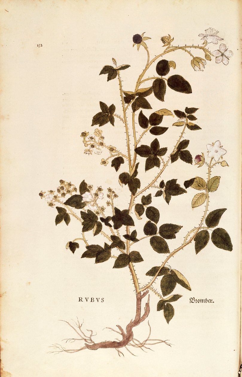 Levy: Leonhart Fuchsin De historia stirpium commentarii insignes (merkittäviä kommentteja kasvien historiasta) kastemarja (Rubus), värillinen kaiverrus tekijältä Leonhard Fuchs