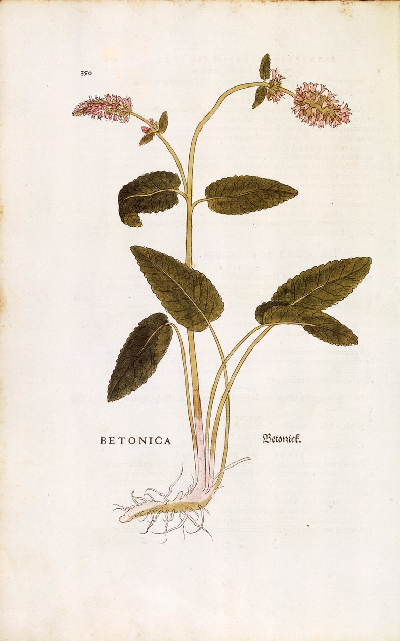 Violetti betonia tai piispanvierre - Stachys officinalis (Betonica), kirjoittanut Leonhart Fuchs julkaisusta De historia stirpium commentarii insignes (merkittäviä kommentteja kasvien historiasta) värillinen kaiverrus tekijältä Leonhard Fuchs