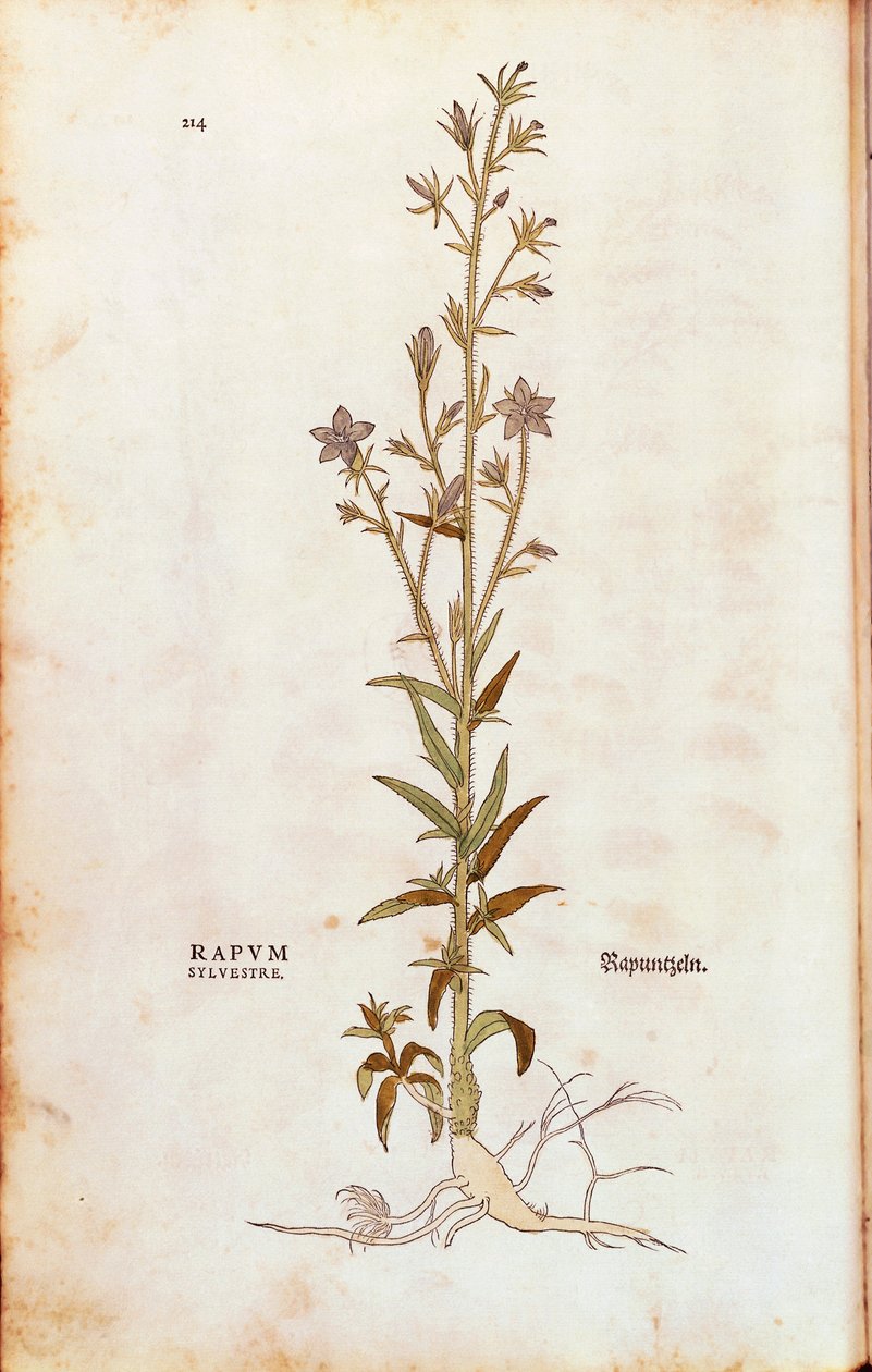 Rampionin kellokukka - Campanula rapunculus (Rapum sylvestre) Leonhart Fuchsin teoksesta De historia stirpium commentarii insignes (Huomionarvoisia kommentteja kasvien historiasta) värillinen kaiverrus. tekijältä Leonhard Fuchs