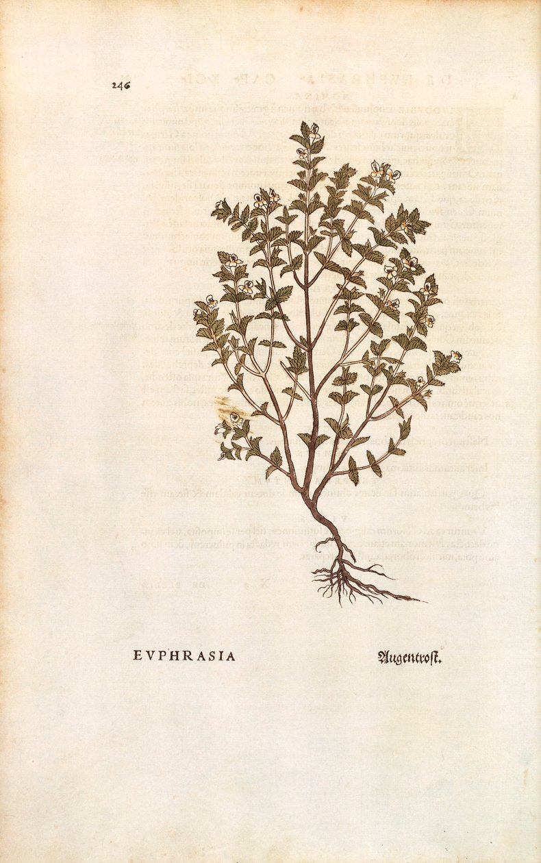 Red Eyebright (Euphrasia officinalis) Leonhart Fuchs De historia stirpium commentarii insignesista (Huomattavia kommentteja kasvien historiasta) värillinen kaiverrus tekijältä Leonhard Fuchs