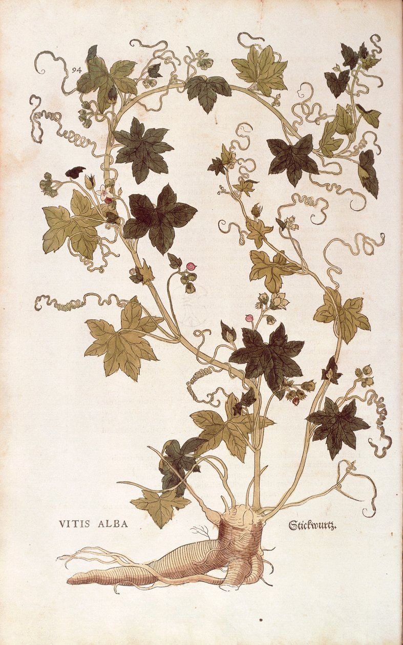 Punainen bryony - Bryonia dioica (Vitis alba), Leonhart Fuchs De historia stirpium commentarii insignesista (Huomattavia kommentteja kasvien historiasta), värillinen kaiverrus tekijältä Leonhard Fuchs