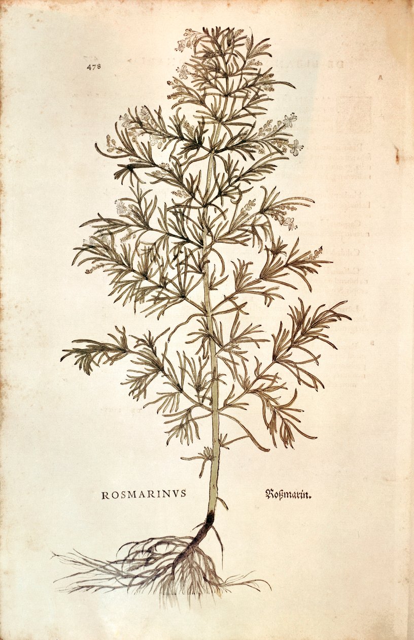 Rosmariini, Rosmarinus Officinalis (Rosmarinus). värillinen kaiverrus tekijältä Leonhard Fuchs