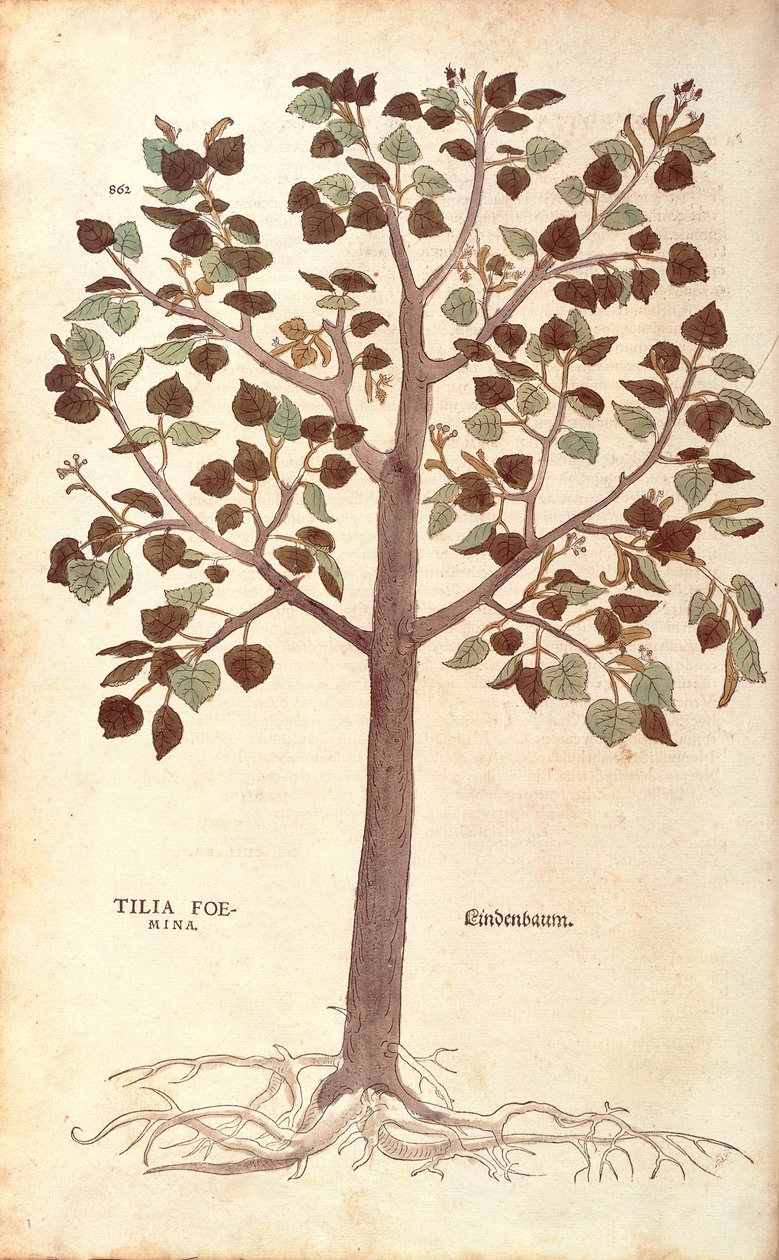 Pienilehtinen lime - Tilia cordata (Tilia foemina) Leonhart Fuchs julkaisusta De historia stirpium commentarii insignes (Huomattavia kommentteja kasvien historiasta) värillinen kaiverrus tekijältä Leonhard Fuchs