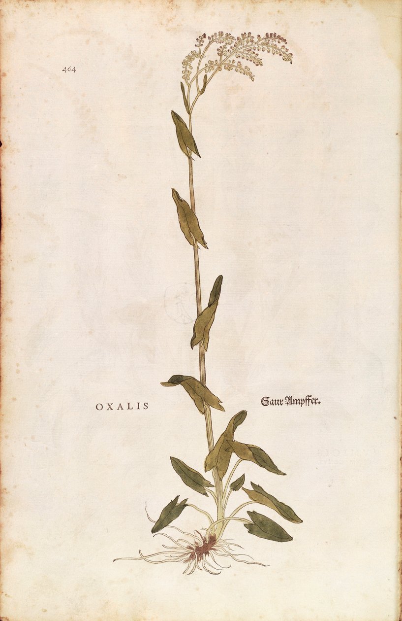Sorrel- tai pinaattitelakka - Rumex acetosa (Oxalis) Leonhart Fuchs De historia stirpium commentarii insignesista (Huomattavia kommentteja kasvien historiasta) värillinen kaiverrus tekijältä Leonhard Fuchs