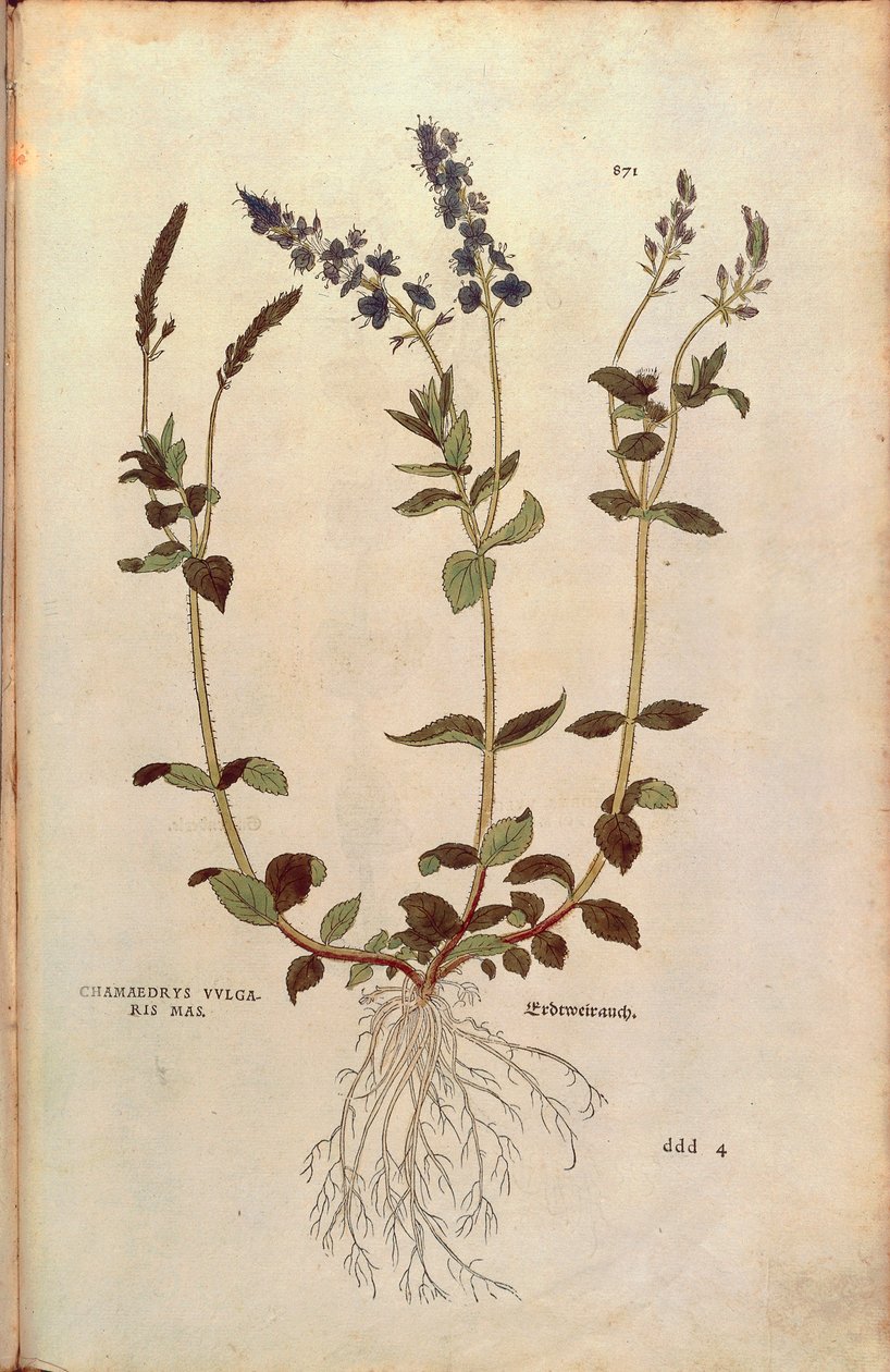 Speedwell - Veronica officinalis tai Compact blue speedwell - Veronica allionii (Chamaedrys vulgaris mas) Leonhart Fuchs De historia stirpium commentarii insignesista (Huomattavia kommentteja kasvien historiasta) värillinen kaiverrus tekijältä Leonhard Fuchs