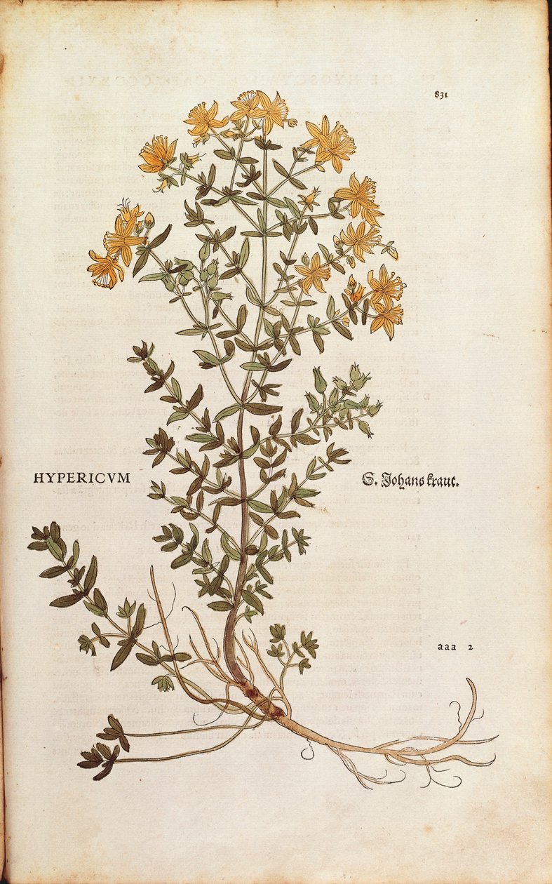 Leonhart Fuchsin mäkikuisma (Hypericum perforatum) De historia stirpium commentarii insignesista (merkittäviä kommentteja kasvien historiasta) värillinen kaiverrus tekijältä Leonhard Fuchs
