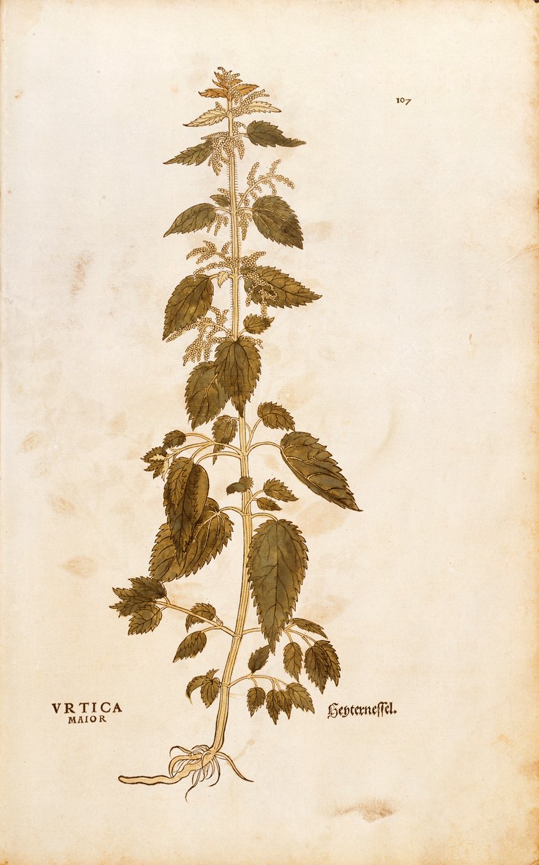 Nokkonen - Urtica dioica (Urtica maior), kirjoittanut Leonhart Fuchs julkaisusta De historia stirpium commentarii insignes (merkittäviä kommentteja kasvien historiasta), värillinen kaiverrus tekijältä Leonhard Fuchs