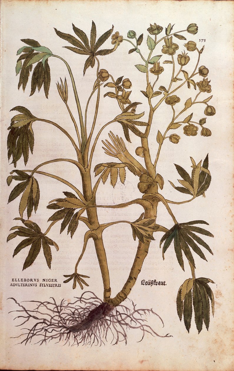 Haiseva hellebore tai lanta - Helleborus foetidus (Helleborus niger adulterinus sylvestris), kirjoittanut Leonhart Fuchs teoksesta De historia stirpium commentarii insignes (Huomattavia kommentteja kasvien historiasta), värillinen kaiverrus tekijältä Leonhard Fuchs