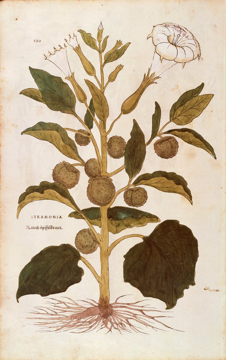 Piikkiomena tai jimson-rikkaruoho - Datura stramonium (Stramonia), Leonhart Fuchs De historia stirpium commentarii insignesista (Huomattavia kommentteja kasvien historiasta), värillinen kaiverrus tekijältä Leonhard Fuchs