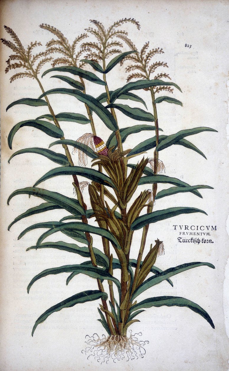 Turkish Grain (Mis) - Leonhart Fuchsin teoksessa "The History of Races of Notable Commentaries" tekijältä Leonhard Fuchs