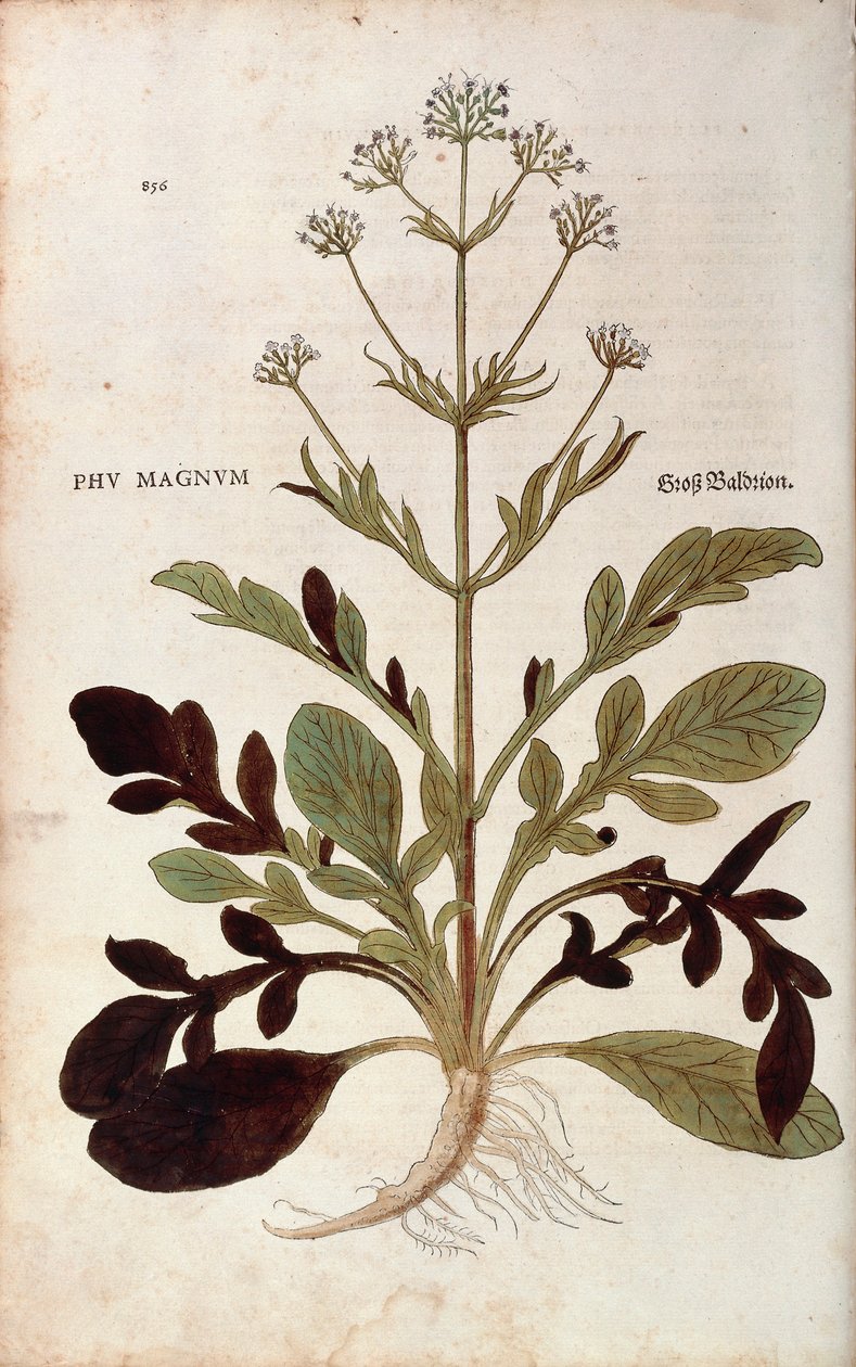 Valerian - Valeriana officinalis (Phu magnum) Leonhart Fuchs De historia stirpium commentarii insignesista (Huomattavia kommentteja kasvien historiasta) värillinen kaiverrus tekijältä Leonhard Fuchs