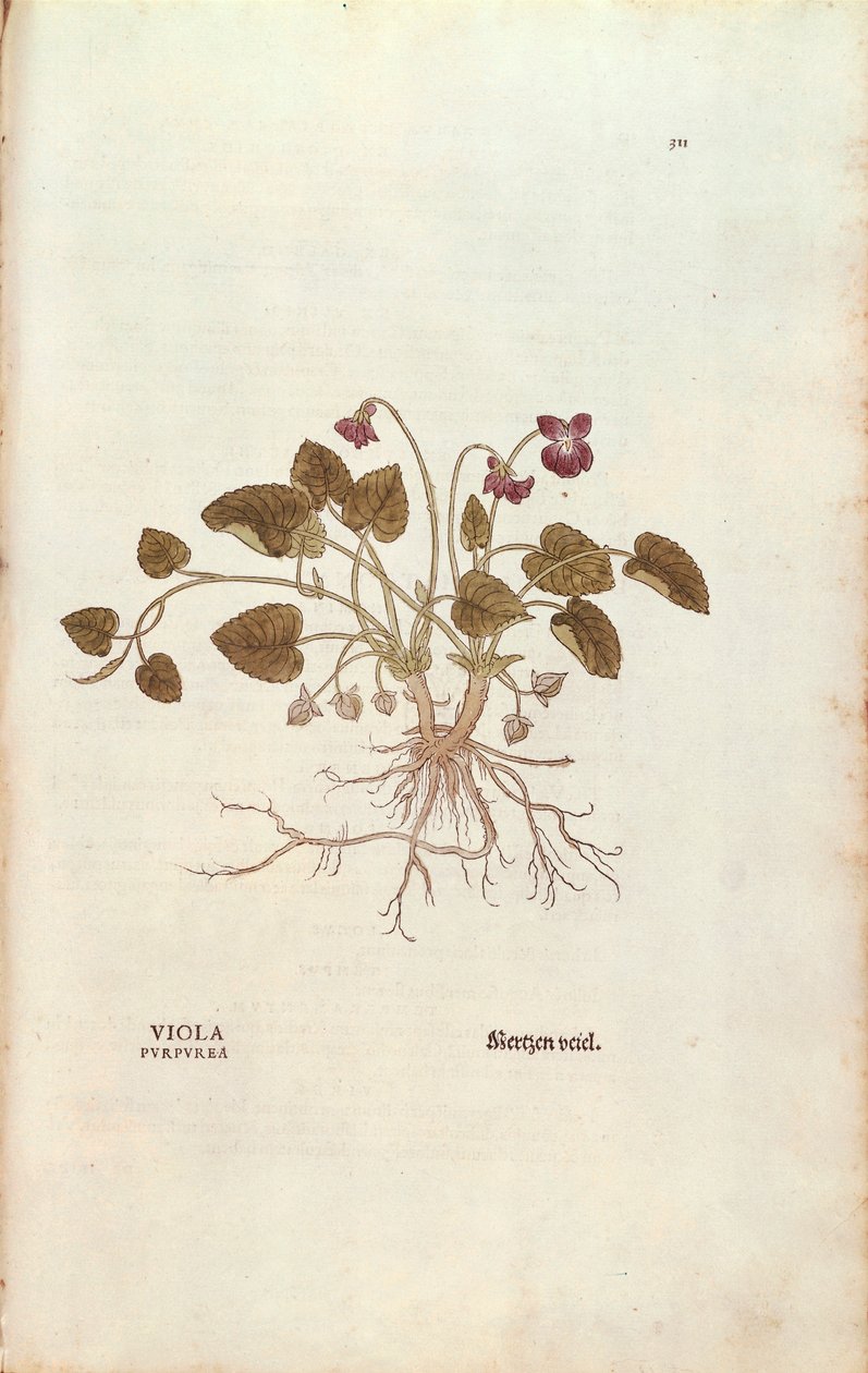 Violetti (Viola odorata), Leonhart Fuchs teoksesta De historia stirpium commentarii insignes (Huomattavia kommentteja kasvien historiasta), värillinen kaiverrus tekijältä Leonhard Fuchs