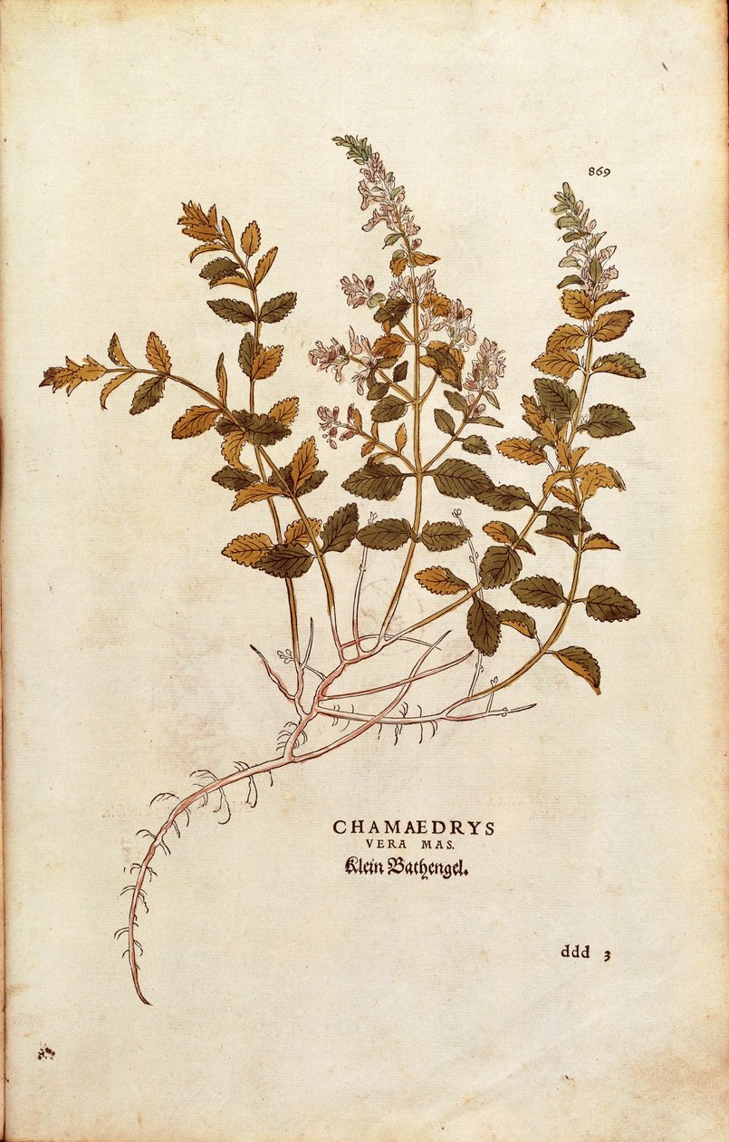 Seinä Germander - Teucrium chamaedrys (Chamaedrys vera mas), Leonhart Fuchs De historia stirpium commentarii insignesista (Huomattavia kommentteja kasvien historiasta) värillinen kaiverrus tekijältä Leonhard Fuchs