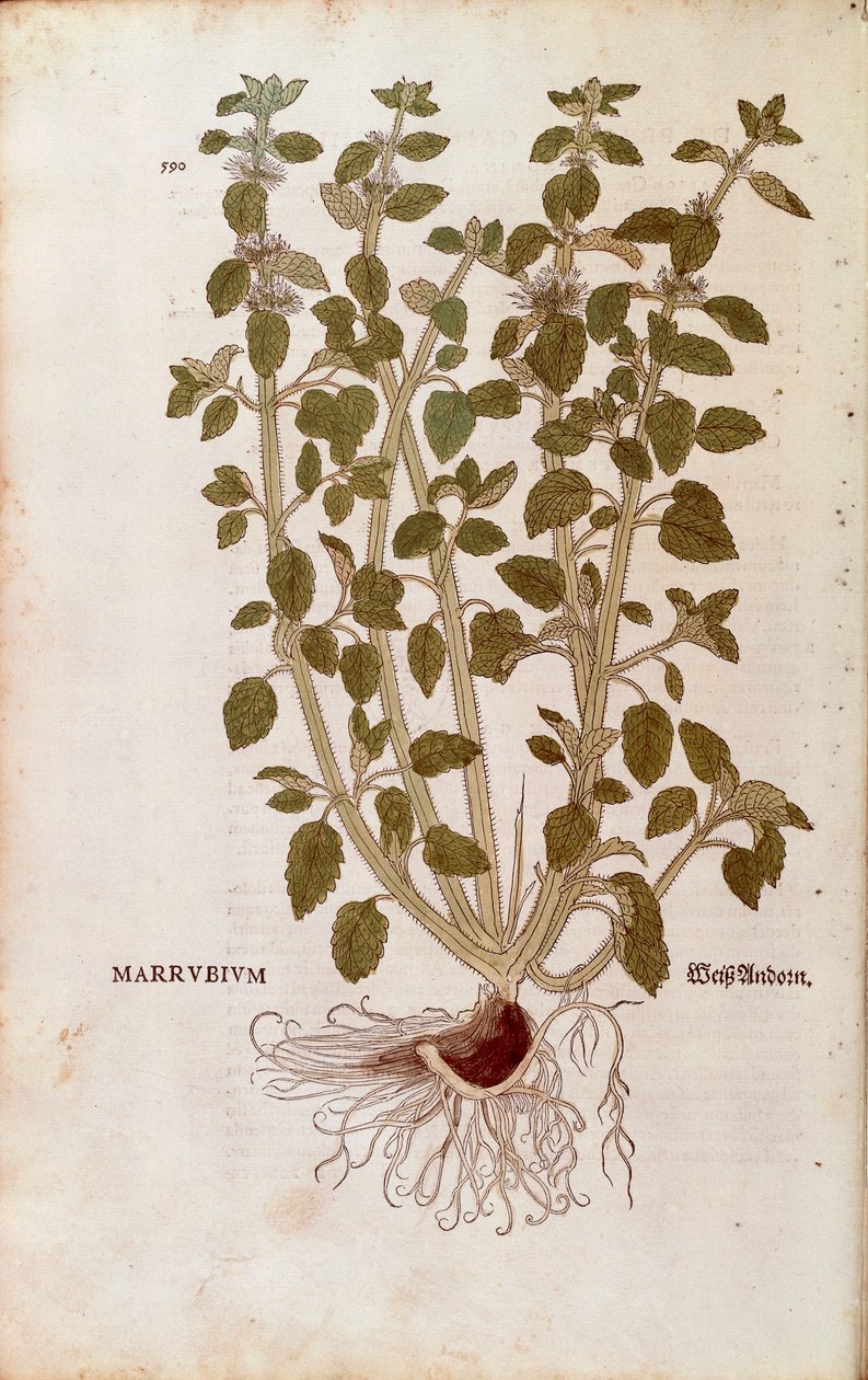 Valkoinen Horehound (Marrubium vulgare), Leonhart Fuchs De historia stirpium commentarii insignesista (Huomattavia kommentteja kasvien historiasta) värillinen kaiverrus tekijältä Leonhard Fuchs