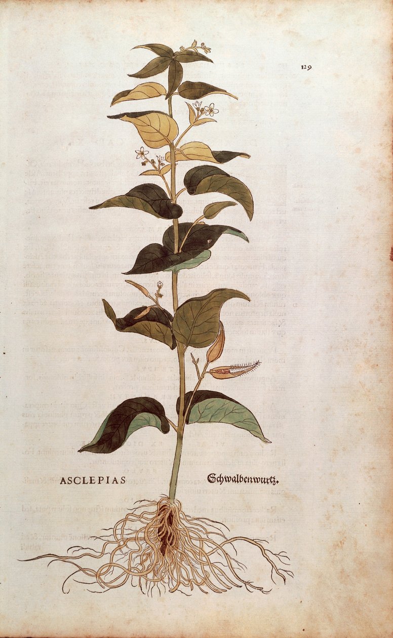 Valkoinen pääskysukka - Cynanchum vincetoxicum (Asclepias), kirjoittanut Leonhart Fuchs kirjasta De historia stirpium commentarii insignes (merkittäviä kommentteja kasvien historiasta) värillinen kaiverrus tekijältä Leonhard Fuchs