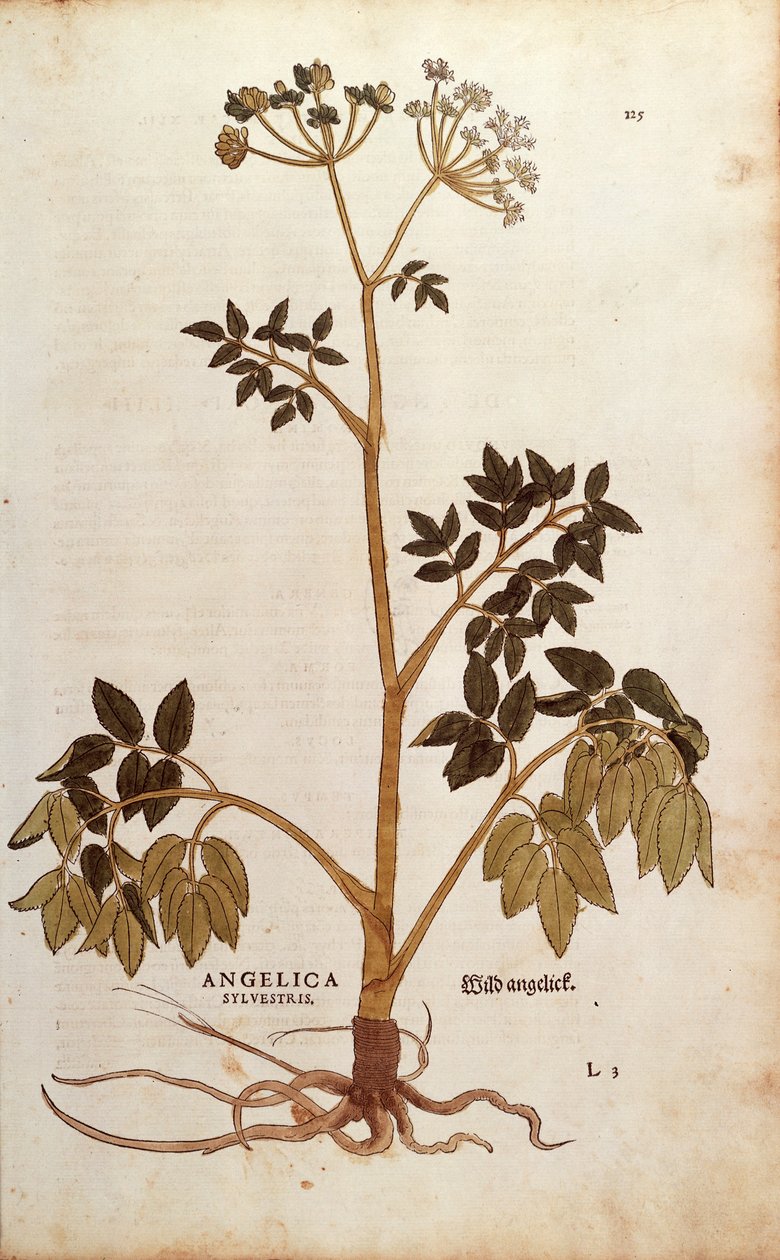 Villi enkeli (Angelica sylvestris), Leonhart Fuchs De historia stirpium commentarii insignesista (Huomattavia kommentteja kasvien historiasta) värillinen kaiverrus tekijältä Leonhard Fuchs