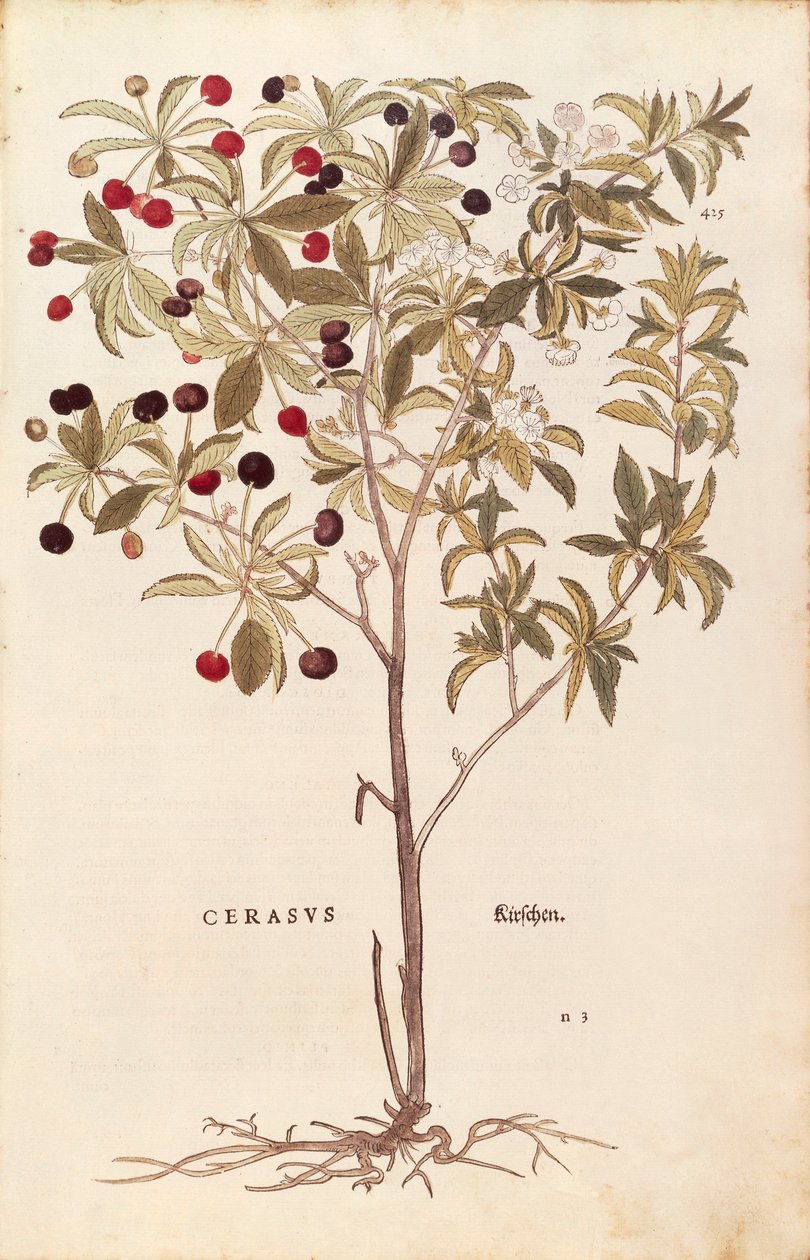 Villikirsikka - Prunus avium (Cerasus) Leonhart Fuchs De historia stirpium commentarii insignesista (Huomattavia kommentteja kasvien historiasta) värillinen kaiverrus tekijältä Leonhard Fuchs