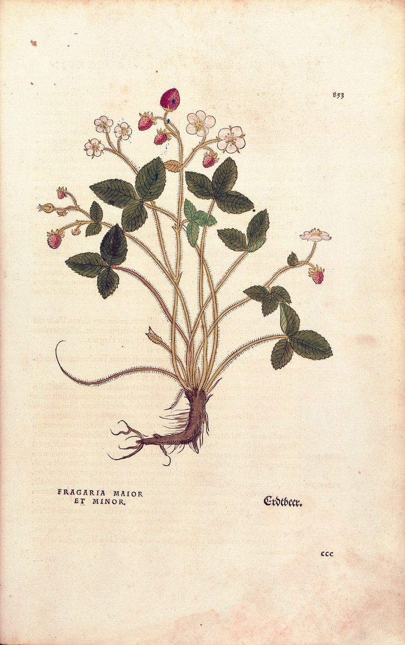 Metsämansikka - Fragaria vesca (Fragaria maior et minor), kirjoittanut Leonhart Fuchs teoksesta De historia stirpium commentarii insignes (merkittäviä kommentteja kasvien historiasta), värillinen kaiverrus tekijältä Leonhard Fuchs