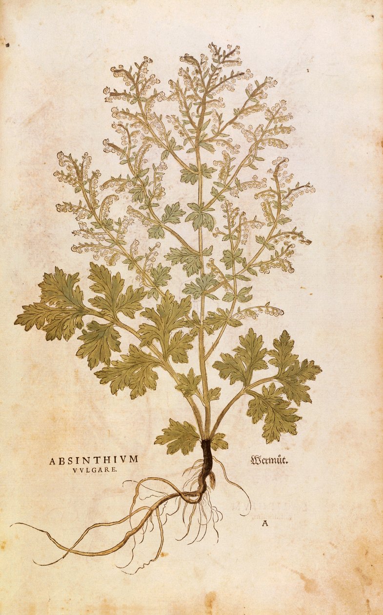 Koiruoho - Artemisia absinthium (Absinthium vulgare) Leonhart Fuchsin teoksesta De historia stirpium commentarii insignes (Huomattavia kommentteja kasvien historiasta), värillinen kaiverrus. tekijältä Leonhard Fuchs