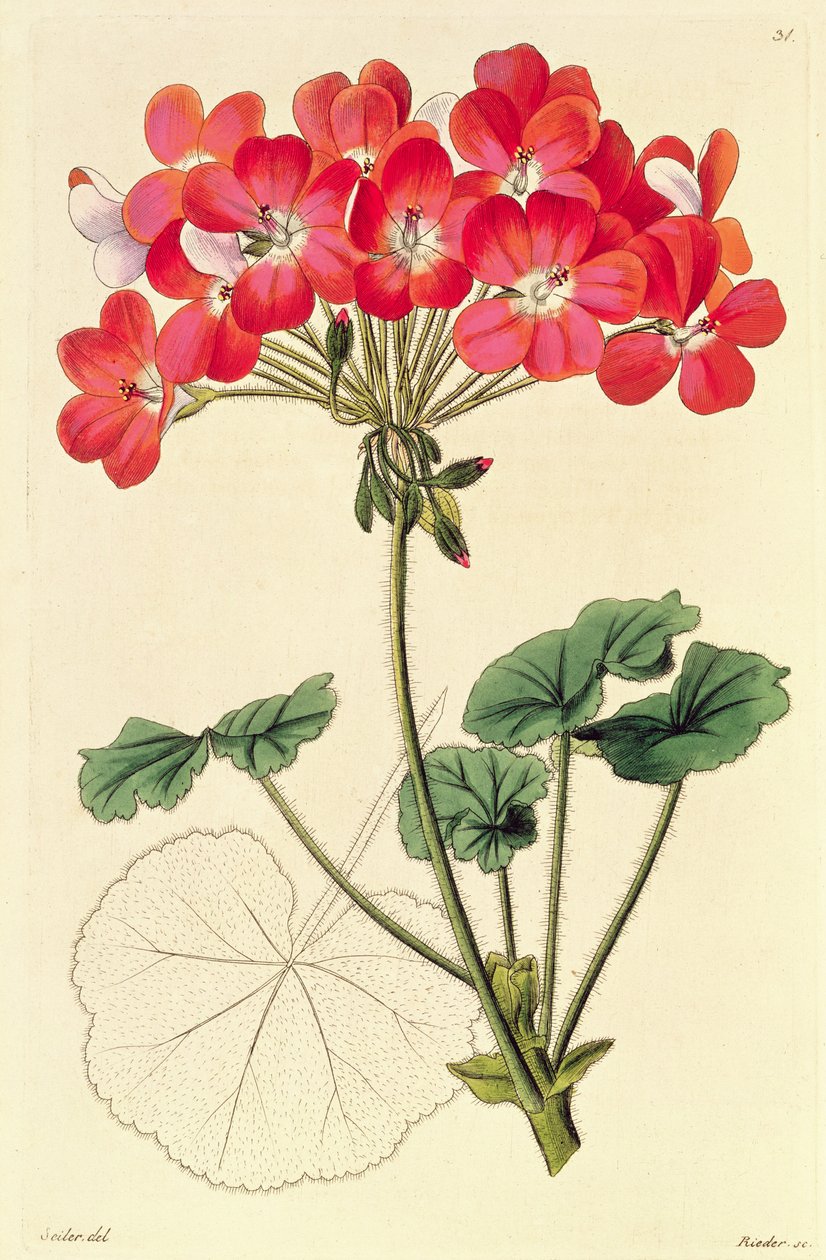 Pelargonium 